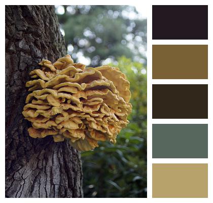 Tree Mushroom Tree Mushroom Image